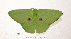 Phrudocentra discata