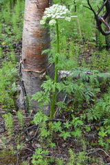 Pleurospermum uralense