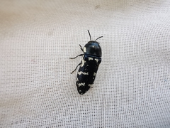 Acmaeodera obtusa