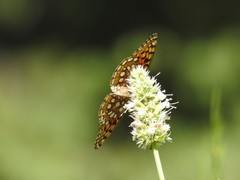 Speyeria coronis snyderi