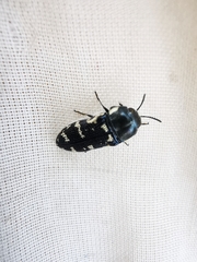Acmaeodera obtusa