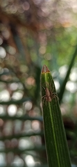 Oxyopes
