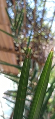 Oxyopes