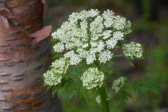 Pleurospermum uralense