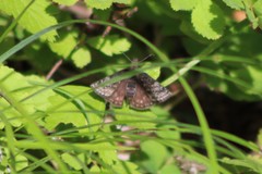 Erynnis persius