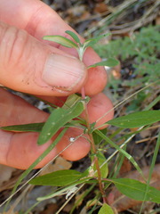 Monardella hypoleuca hypoleuca
