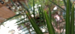 Oxyopes