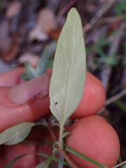 Monardella hypoleuca hypoleuca