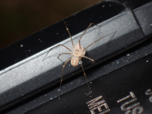 shortbodied cellar spider