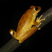 Chaco Tree Frog - Photo (c) Pedro Ivo, some rights reserved (CC BY-NC), uploaded by Pedro Ivo