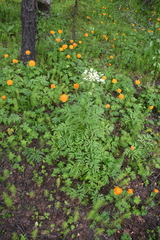 Pleurospermum uralense