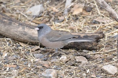 Junco hyemalis mearnsi