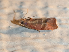 Evora hemidesma