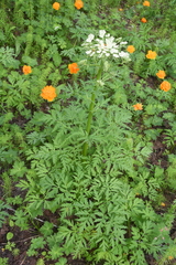 Pleurospermum uralense