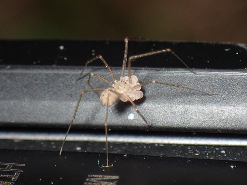 shortbodied cellar spider