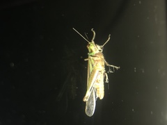 Aiolopus thalassinus