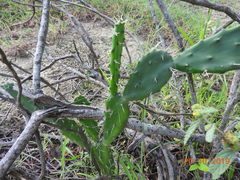 Opuntia karwinskiana