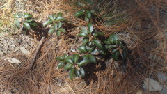 Arbutus occidentalis