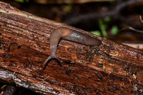 Chestnut Slug