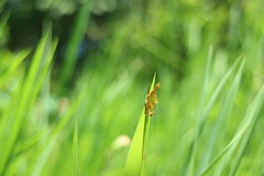 Arachnura melanura