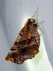 Selenia alciphearia