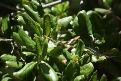 Limenitidini