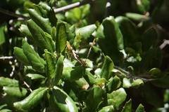 Limenitidini