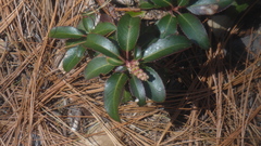 Arbutus occidentalis
