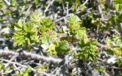 Ribes montigenum