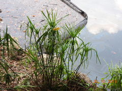 Cyperus textilis
