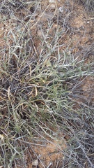 Convolvulus holosericeus