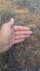 Allium flavum tauricum