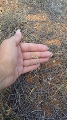 Allium flavum tauricum