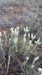 Jurinea stoechadifolia