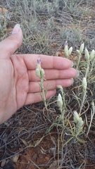 Jurinea stoechadifolia