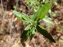 Monardella hypoleuca hypoleuca