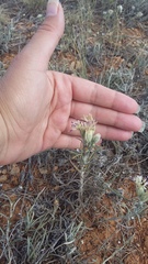 Jurinea stoechadifolia
