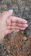 Jurinea stoechadifolia