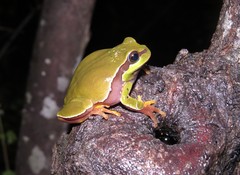 Hyla andersonii