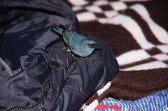 Diglossa caerulescens