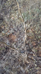 Seseli dichotomum