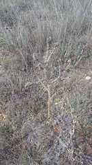 Seseli dichotomum