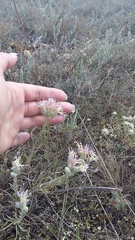 Jurinea stoechadifolia