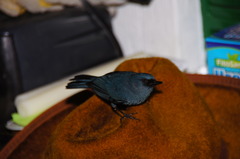 Diglossa caerulescens