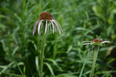 Echinacea pallida