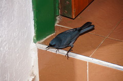 Diglossa caerulescens