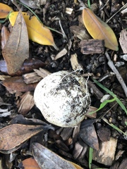 Ileodictyon cibarium