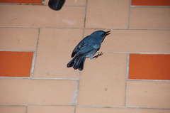 Diglossa caerulescens