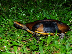 Platemys platycephala