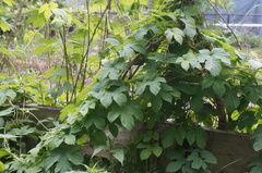 Humulus lupulus